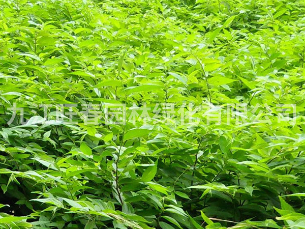 樸樹